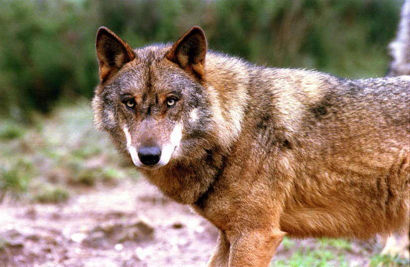 lobo-iberico-3