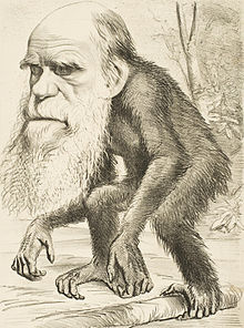 caricatura darwin